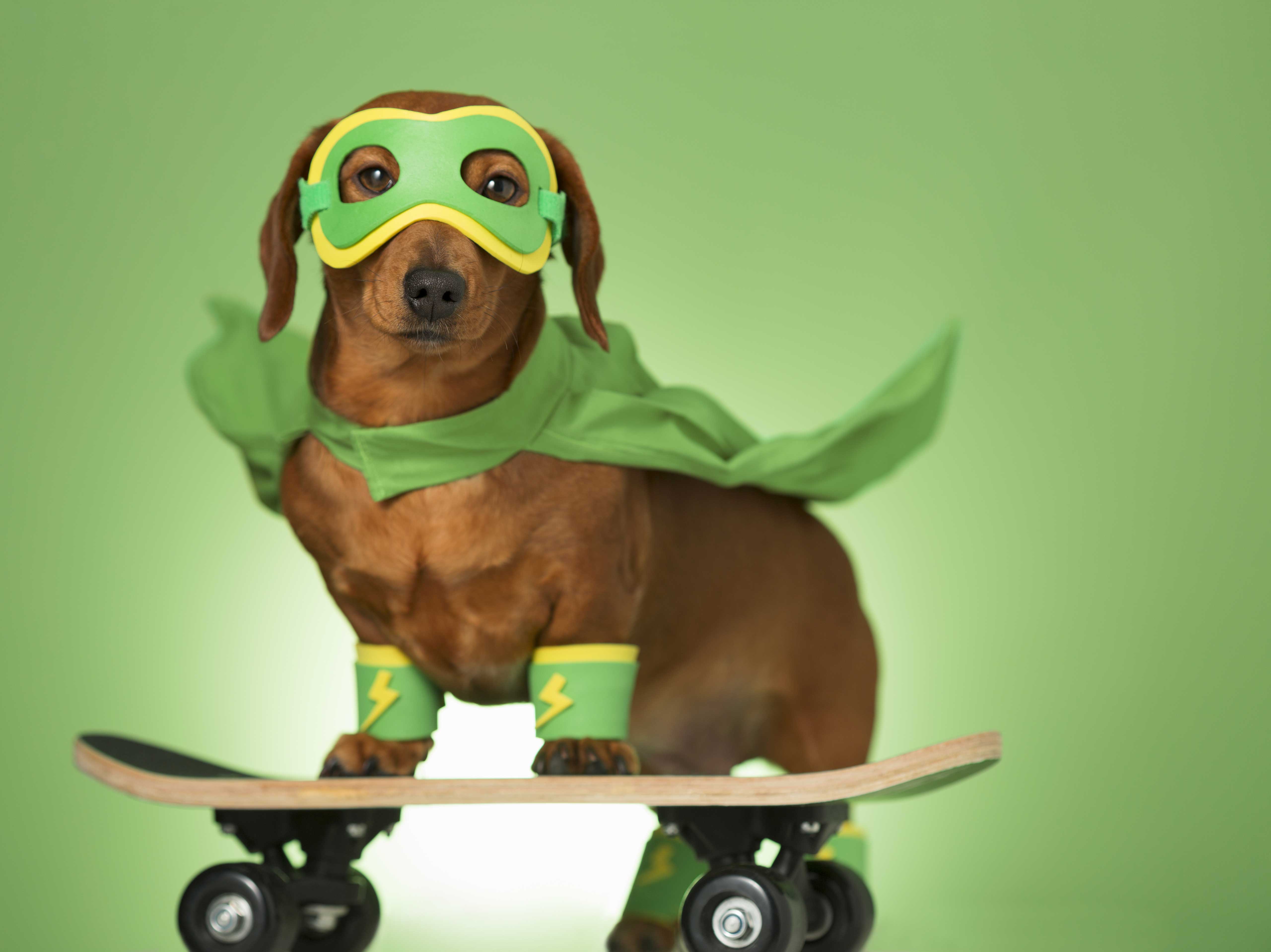 Dog with superhero mask on green screen